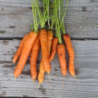 Karotte Touchon - Daucus carota - BIOSAMEN