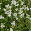 Schafgarbe - Achillea millefolium - BIOSAMEN