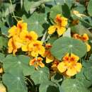 Kapuzinerkresse Major Naine - Tropaeolum majus - BIOSAMEN