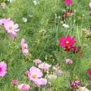 Cosmea, Schmuckkörbchen Sensation Varié - Cosmos bipinnatus - BIOSAMEN