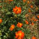 Cosmea, Schmuckkörbchen Sulphureus - Cosmos...