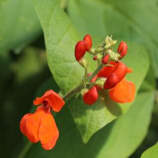 Stangenbohne, Feuerbohne (Haricot dEspagne) Scarlet...