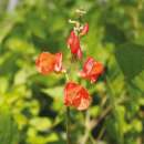 Stangenbohne, Feuerbohne (Haricot dEspagne) Scarlet Emperor - Phaseolus coccineus - BIOSAMEN
