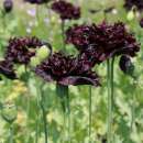 Mohn, Schlafmohn Black Peony - Papaver somniferum var. paeoniflorum - BIOSAMEN