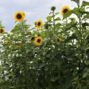 Sonnenblume Géant - Helianthus annuus - BIOSAMEN