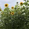 Sonnenblume Géant - Helianthus annuus - BIOSAMEN