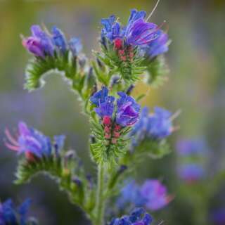 Natternkopf - Echium plantagineum - BIOSAMEN