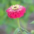 Zinnie Élégant double varié - Zinnia elegans - BIOSAMEN