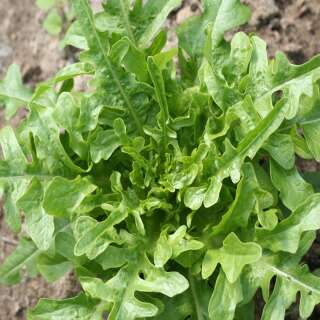 Pflücksalat Cressonnette Marocaine - Lactuca sativa (Cerbiatta catalogne) SAATBAND - BIOSAMEN