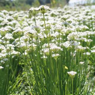 Chinesischer Schnittlauch De Chine -  Allium tuberosum odorum chinensis - BIOSAMEN