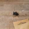 Chinesischer Schnittlauch De Chine -  Allium tuberosum odorum chinensis - BIOSAMEN