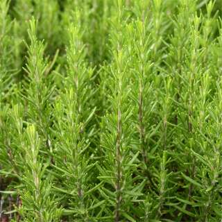 Rosmarin - Rosmarinus officinalis - BIOSAMEN