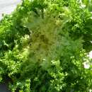 Endivie, Frisée-Salat Frisée de Meaux - Cichorium endivia - BIOSAMEN