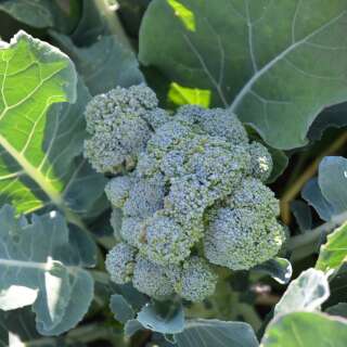 Brokkoli, Broccoli Calabrese Natalino - Brassica oleracea var. italica - BIOSAMEN