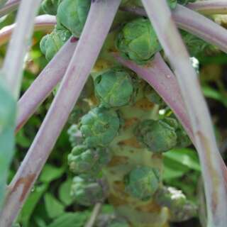 Rosenkohl De Rosny - Brassica oleracea var. gemmifera -...