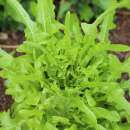 Pflücksalat Cressonnette Marocaine - Lactuca sativa (Cerbiatta catalogne) - BIOSAMEN