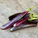 Aubergine Little Fingers - Solanum melongena - BIOSAMEN