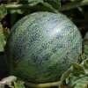 Melone, Zuckermelone Ananas dAmérique à Chair Rouge - Cucumis melo - BIOSAMEN
