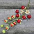 Litschi Tomate De Balbis - Solanum sisymbriifolium -...