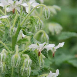 Borretsch, weissblühend Blanche, Gurkenkraut - Borago officinalis - BIOSAMEN