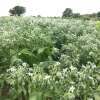 Borretsch, weissblühend Blanche, Gurkenkraut - Borago officinalis - BIOSAMEN