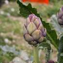 Artischocke, italienische Violetto Provenza - Cynara scolymus L. - Samen