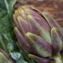 Artischocke, italienische Violetto Provenza - Cynara...