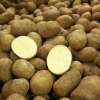 Agria - Kartoffeln 1 kg BIO