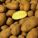 Ditta - Kartoffeln 1 kg BIO