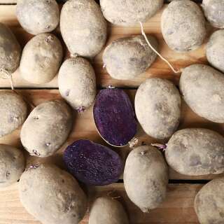 Blaue Anneliese - Kartoffeln 1 kg BIO