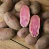 Heiderot - Kartoffeln 1 kg BIO