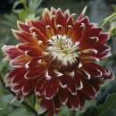 Dekorative Dahlie Akita - Dahlia - 1 Knolle - BIO