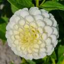 Ball-Dahlie Snowflake - Dahlia - 1 Knolle BIO