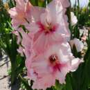 Gladiolen Adrenalin - Gladiolus - 5 Knollen - BIO