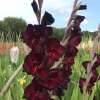 Gladiolen Black Sea - Gladiolus - 5 Knollen - BIO
