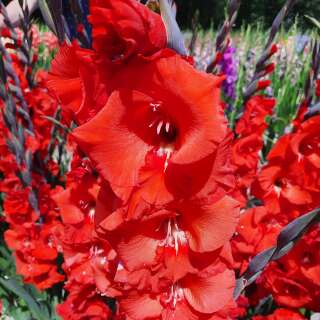 Gladiolen Bunga - Gladiolus - 5 Knollen - BIO