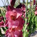 Gladiolen Indian Summer - Gladiolus - 5 Knollen - BIO