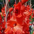 Gladiolen Live Oak - Gladiolus - 5 Knollen - BIO