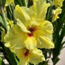 Gladiolen Maxial - Gladiolus - 5 Knollen - BIO