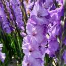 Gladiolen Milka - Gladiolus - 5 Knollen - BIO