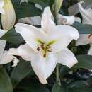 Orientalische-Lilien Zambesi - Lilium - 3 Zwiebeln - BIO