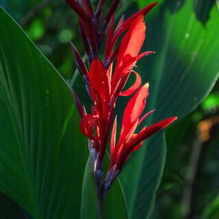 Indisches Blumenrohr Red Dazzler - Canna indica - 1...