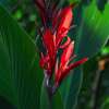 Indisches Blumenrohr Red Dazzler - Canna indica - 3 Zwiebel - BIO