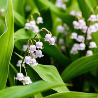 Maiglöckchen Rosea - Convallaria majalis - 1 Zwiebel - BIO