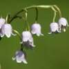 Maiglöckchen Rosea - Convallaria majalis - 1 Zwiebel - BIO