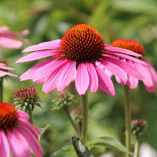 Sonnenhut, roter Magnus - Echinacea Purpurea- 3 Zwiebel - BIO