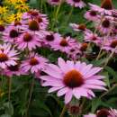 Sonnenhut, roter Magnus - Echinacea Purpurea- 3 Zwiebel -...