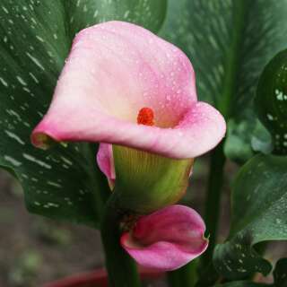 Calla Zantedeschia rosa - araceae aethiopica - 1 Knollen - BIO
