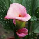 Calla Zantedeschia Garnet Glow - araceae aethiopica - 1...