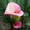 Calla Zantedeschia Garnet Glow - araceae aethiopica - 1 Knollen - BIO